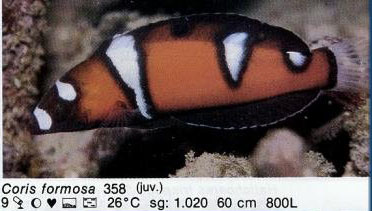 Coris formosa